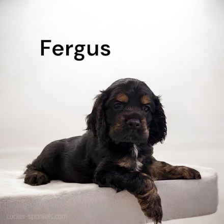 puppy, for, sale, Cocker Spaniel, Joe & Cherri  Overlease, dog, breeder, Miller, MO, dog-breeder, puppy-for-sale, forsale, nearby, find, puppyfind, locator, puppylocator, aca